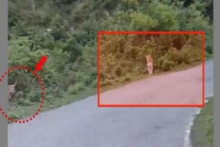 PAIR OF LEOPARDS ON HIGHWAY