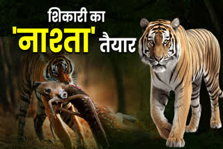 CHEETAL SHIFTED IN PENCH RESERVE