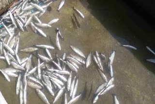 Fish being reared at a fish farm in Kashmir