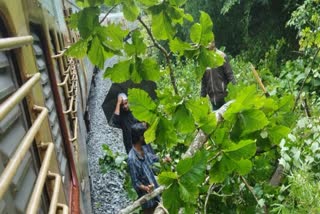 A huge tree fell on the railway tracks; Youths who cleared and enabled traffic