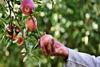 Alternaria disease in Apple Orchards