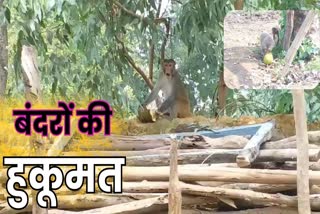 MONKEYS RUINED VILLAGE ECONOMY