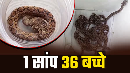 RUSSELL VIPER GAVE 36 BIRTH