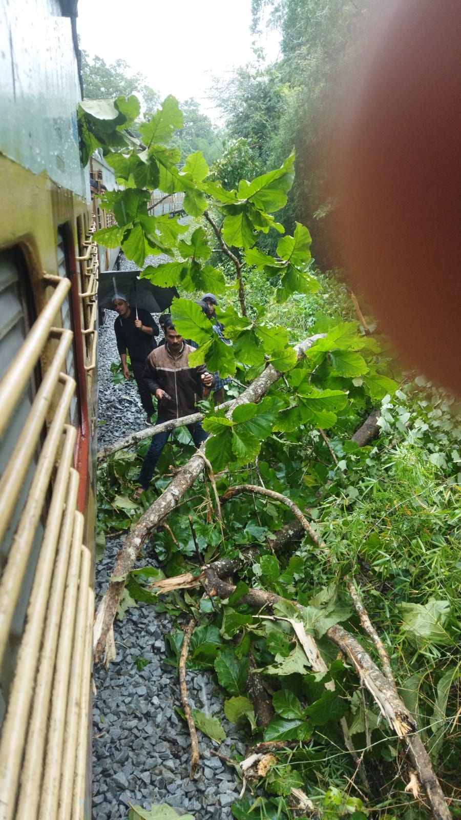 A huge tree fell on the railway tracks; Youths who cleared and enabled traffic