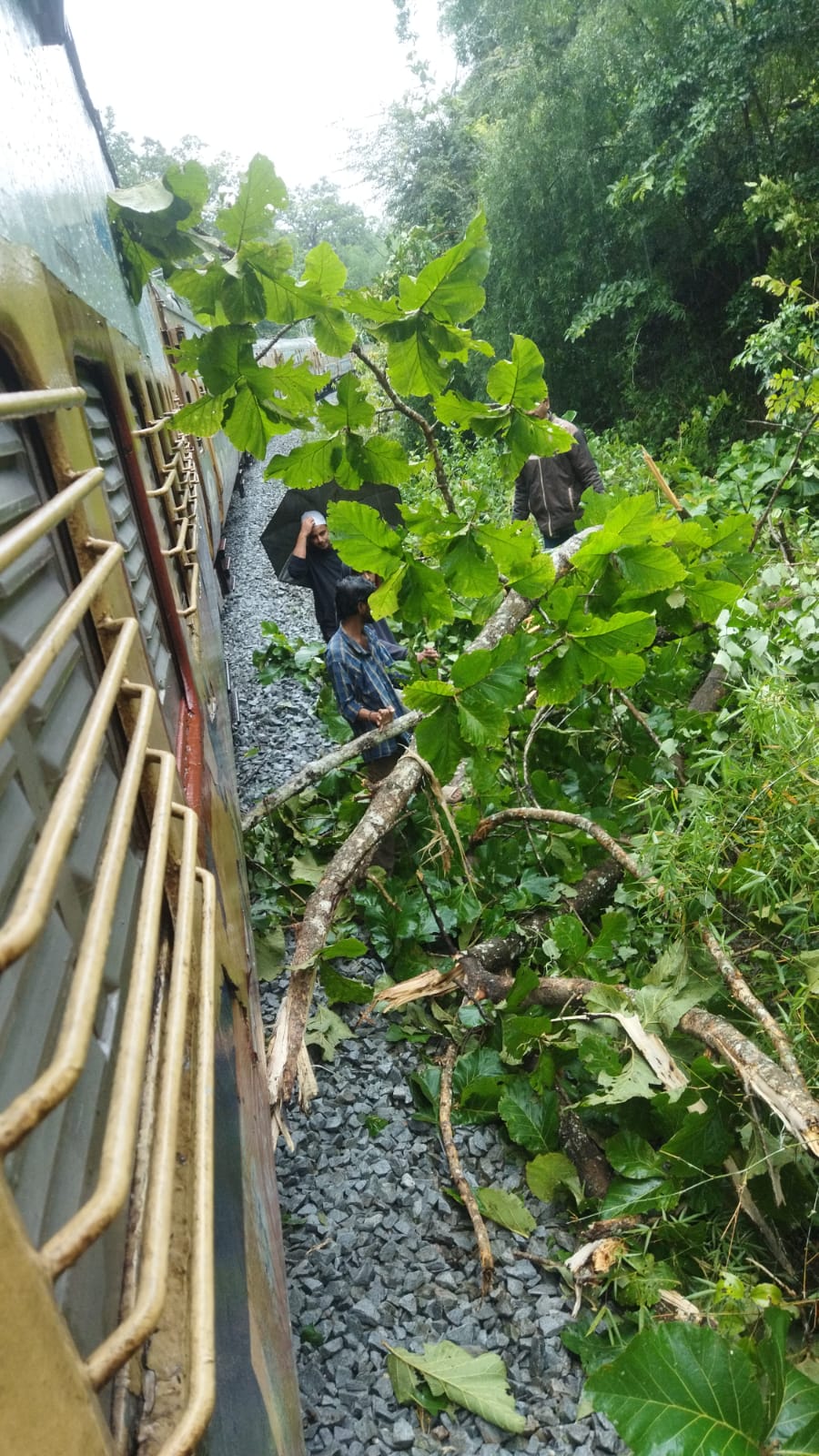 A huge tree fell on the railway tracks; Youths who cleared and enabled traffic