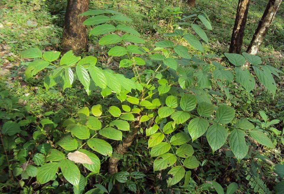 SONA PATHA TREE FOUND PATALKOT