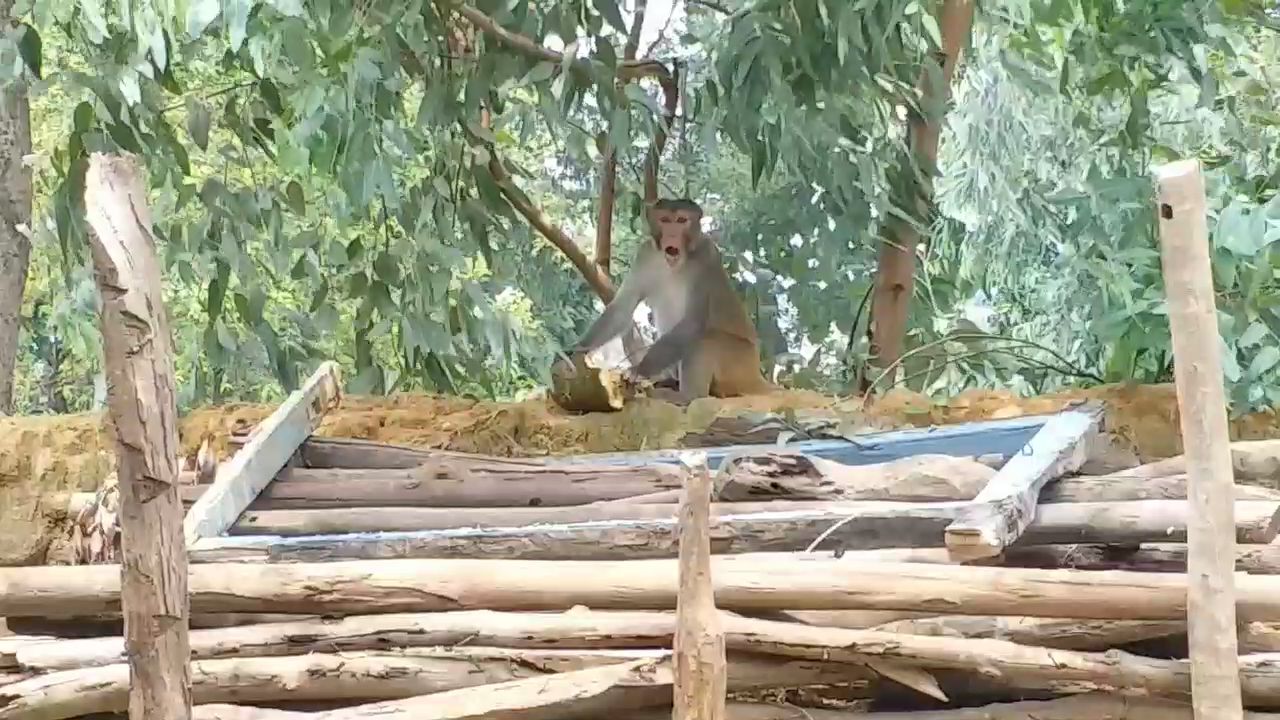 MONKEYS DESTROY FARMS SHAHDOL