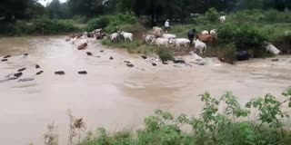 CATTLE SWEPT AWAY in MAIHAR
