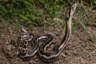 MP SNAKE BITE CASES