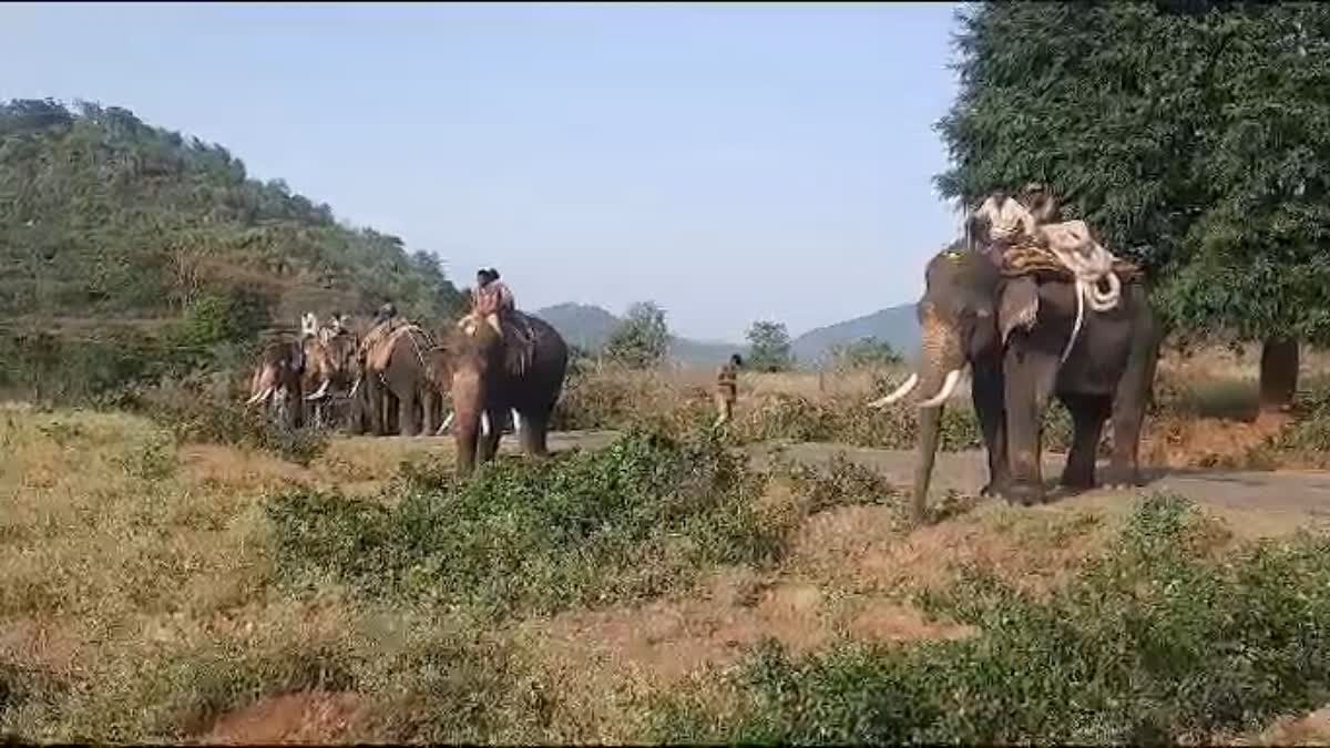 Arjuna and team went to capture Wild Elephant Madappa hill