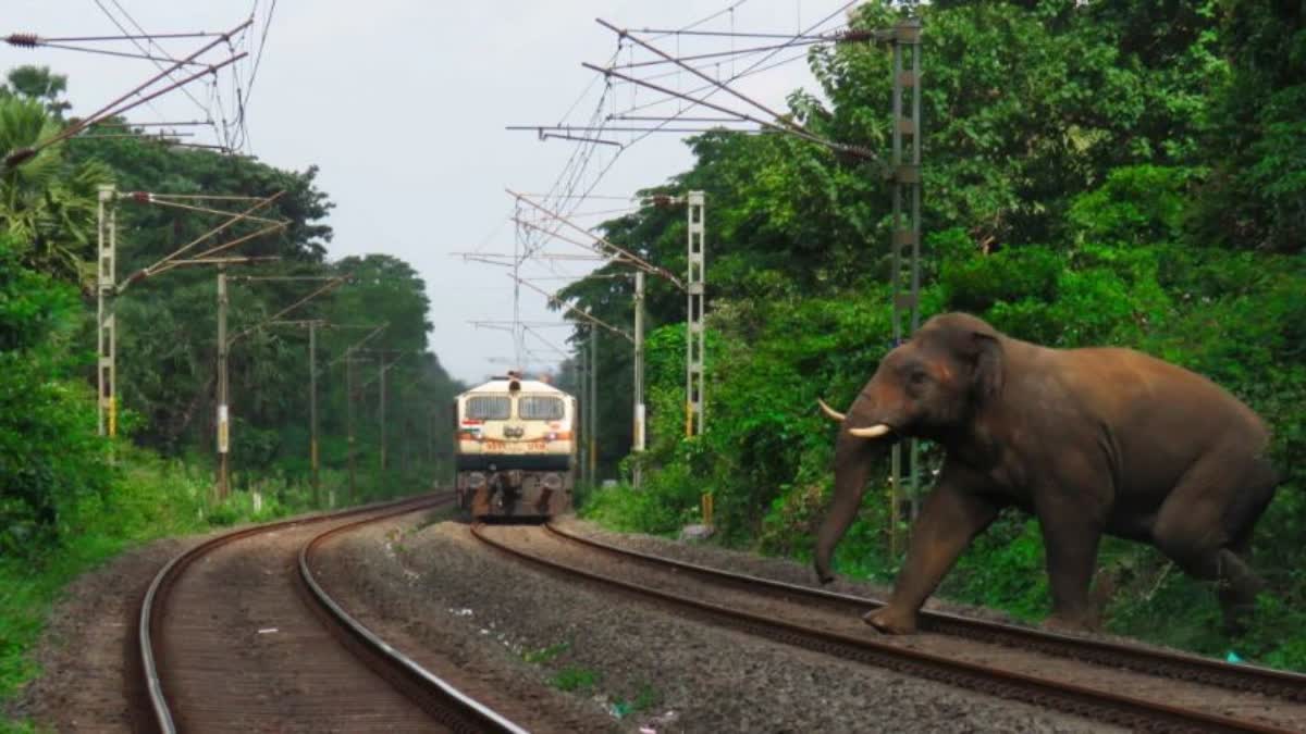 ଟ୍ରେନ ଟ୍ରେକରେ ହାତୀ ମୃତ୍ୟୁ ରୋକିବ ରେଲୱେ, ଅନୁପ୍ରବେଶ ଚିହ୍ନଟ ପ୍ରଣାଳୀ ସ୍ଥାପନ ନିଷ୍ପତ୍ତି