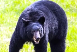 Youth Injured In Bear Attack