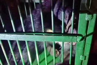 Bear_Trapped_in_Cage_at_Shikaram
