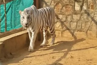 Lone white tiger cub dies at Bengal Safari Park