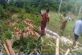 YCP MLC Ananta Babu followers unfairly cut down the Jamail plantations