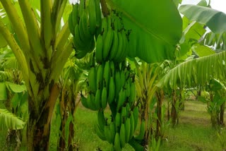 Patan News : પાટણની ભૂમિ પર કેળાની સફળ ખેતી, ખેડૂતે સૂઝબૂઝથી સફળ કર્યો કેળાંનો પાક