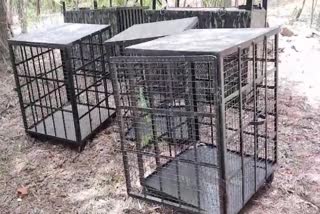 Forest Dept Six Cages Were Brought from Maharashtra
