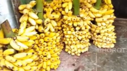 Banana Price