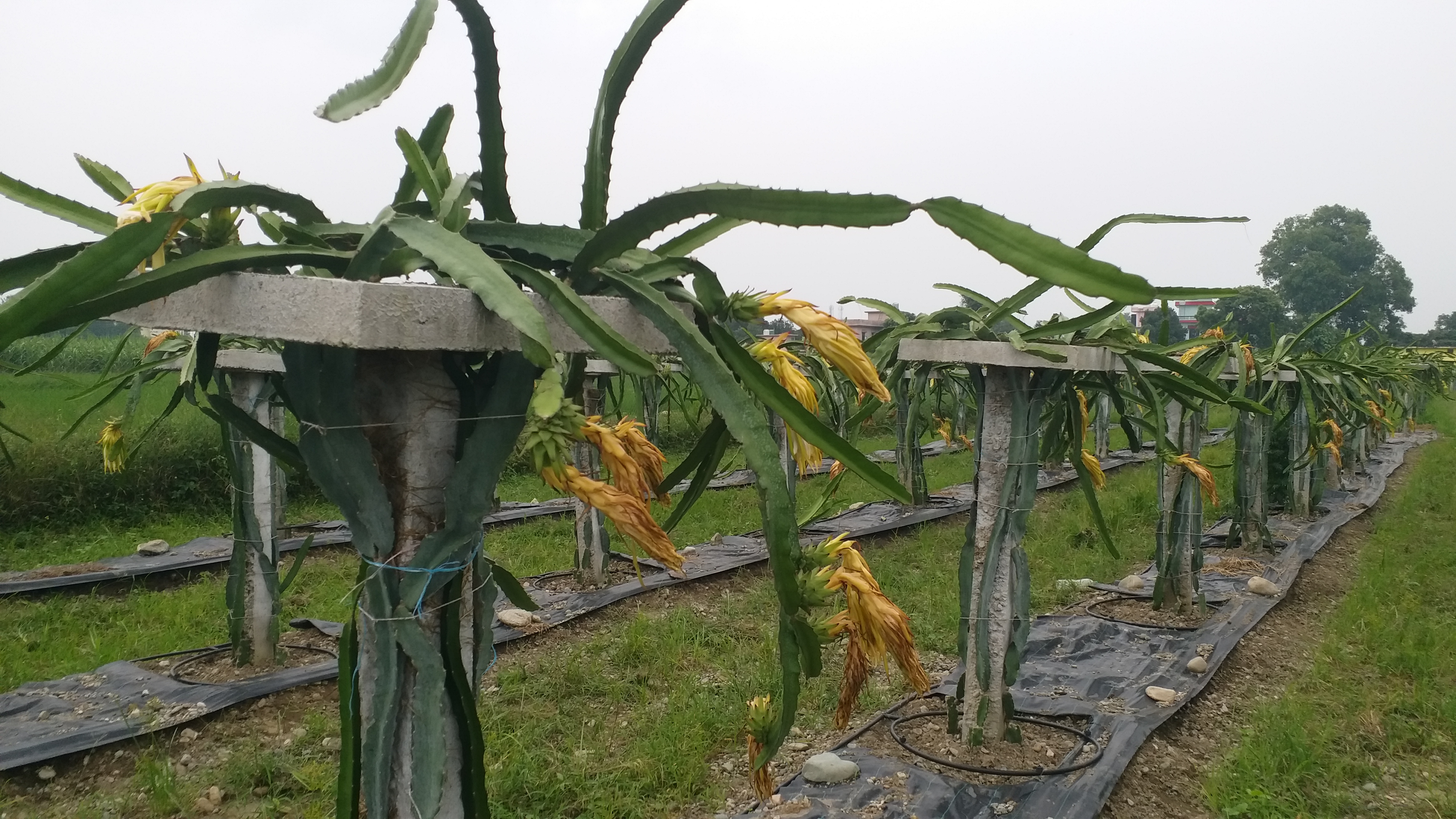 Uttarakhand dragon fruit farming