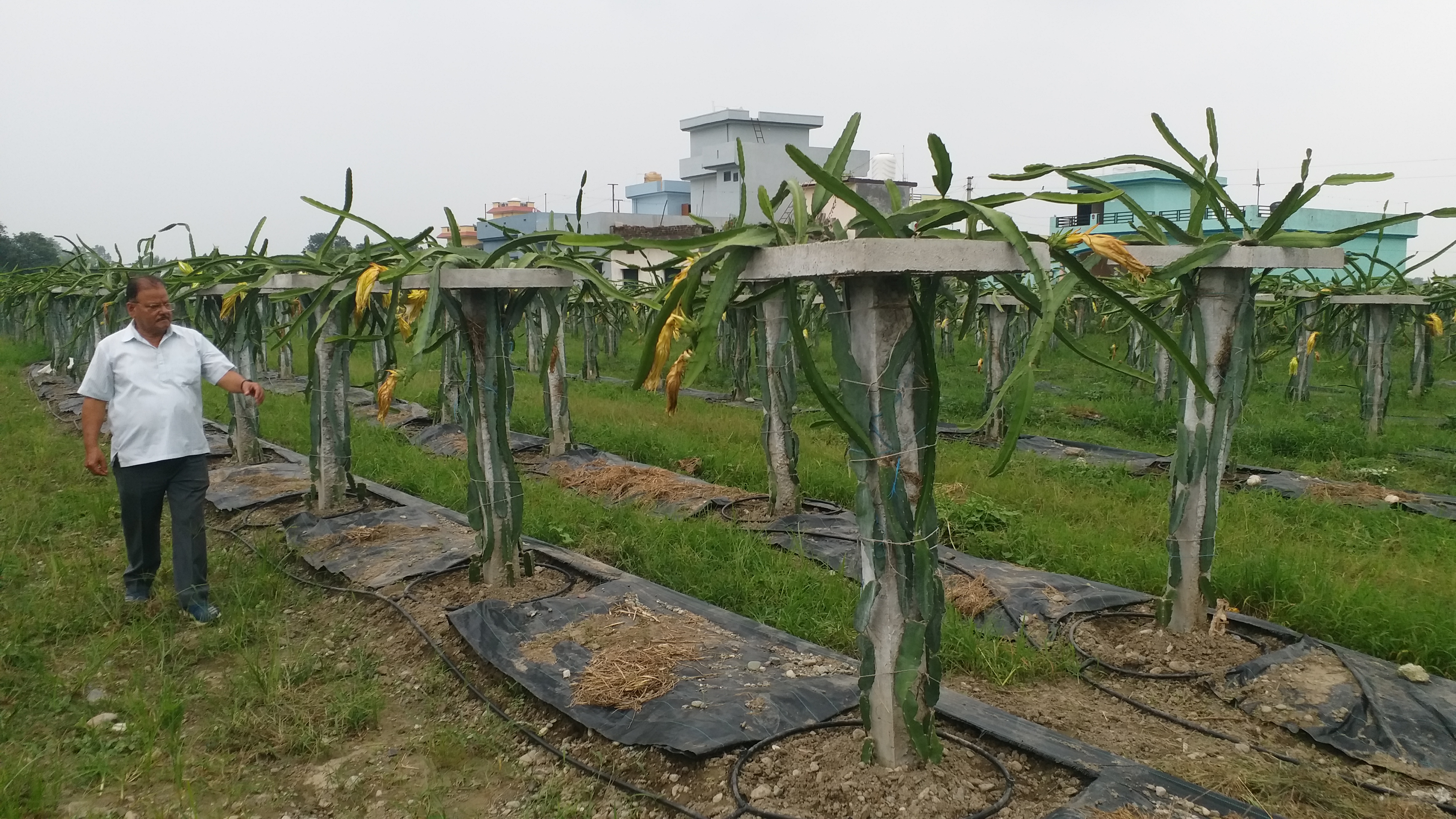 Uttarakhand dragon fruit farming