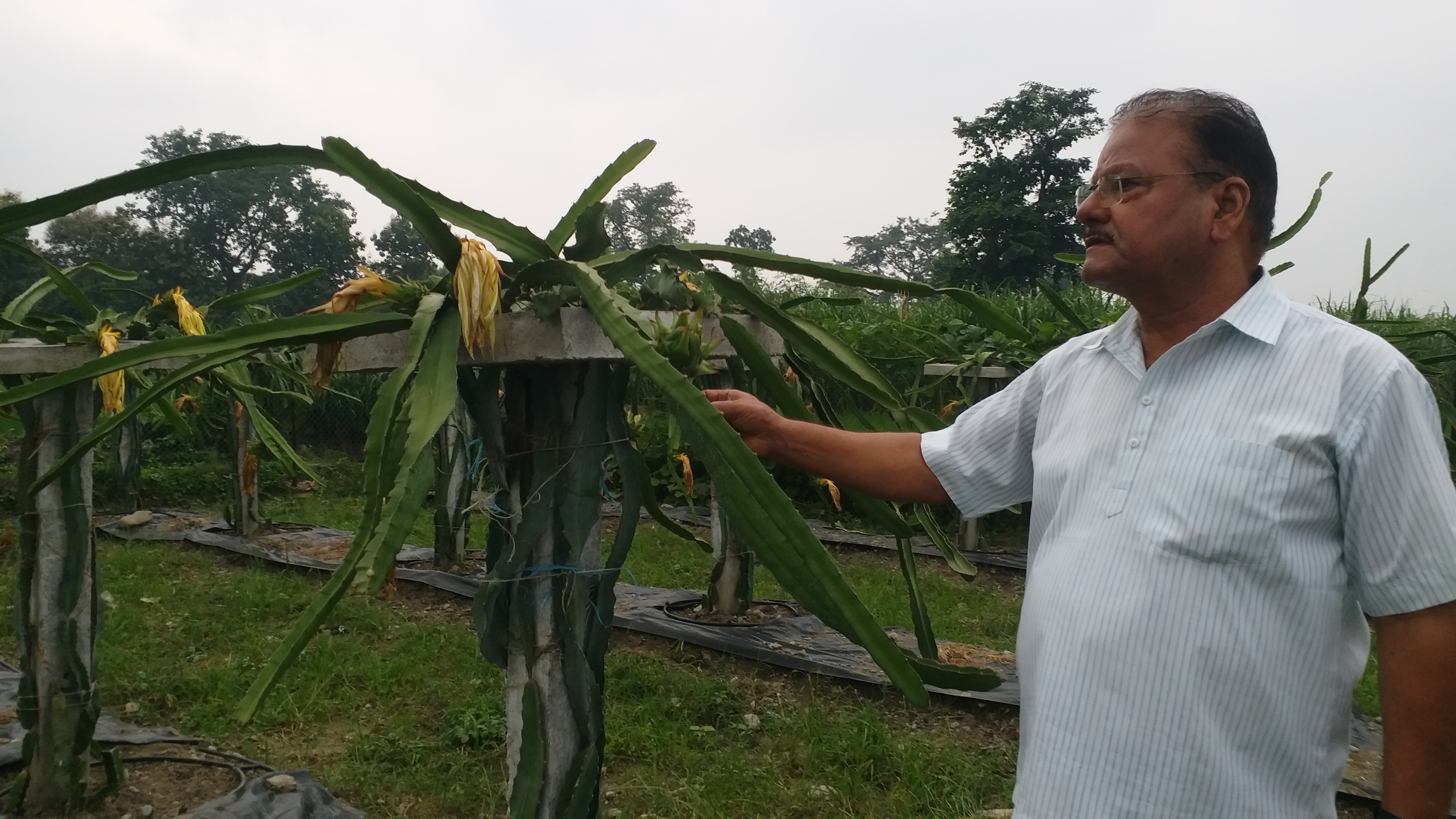 Uttarakhand dragon fruit farming