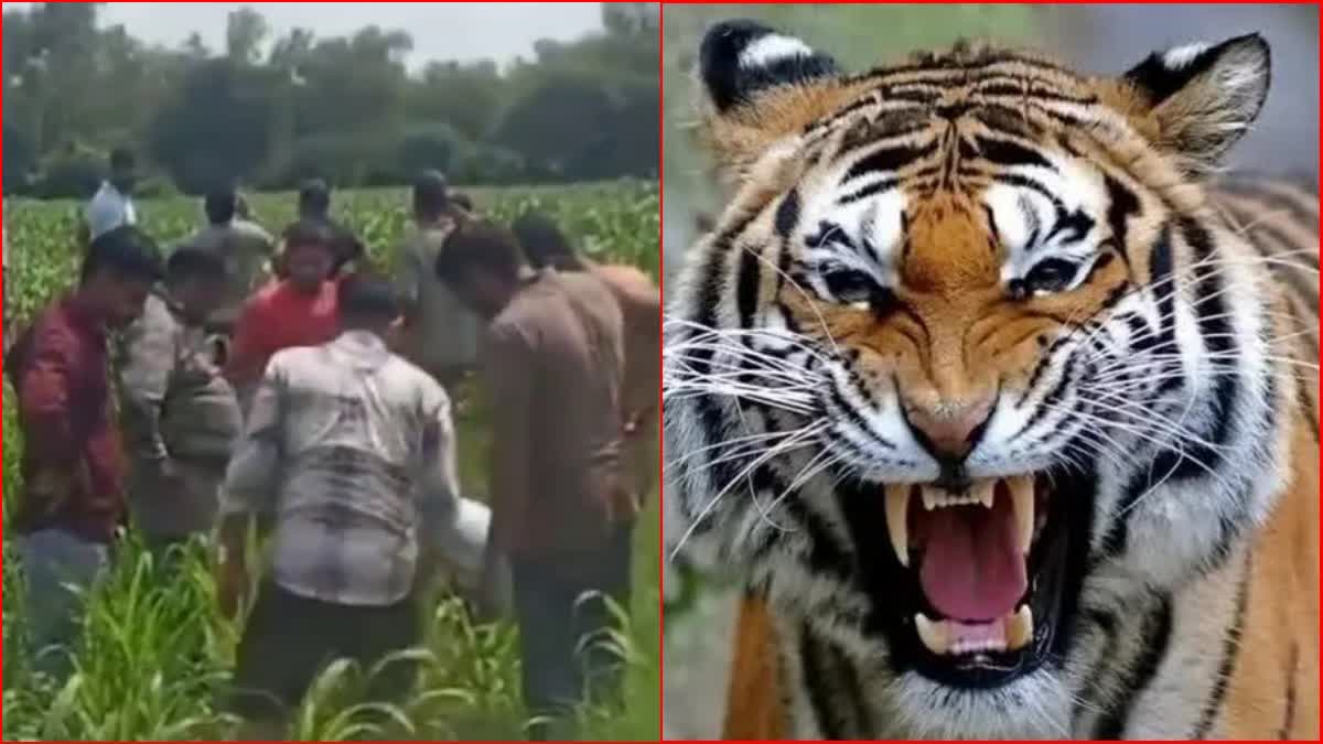 Tiger In Rewari Jhabua Forest