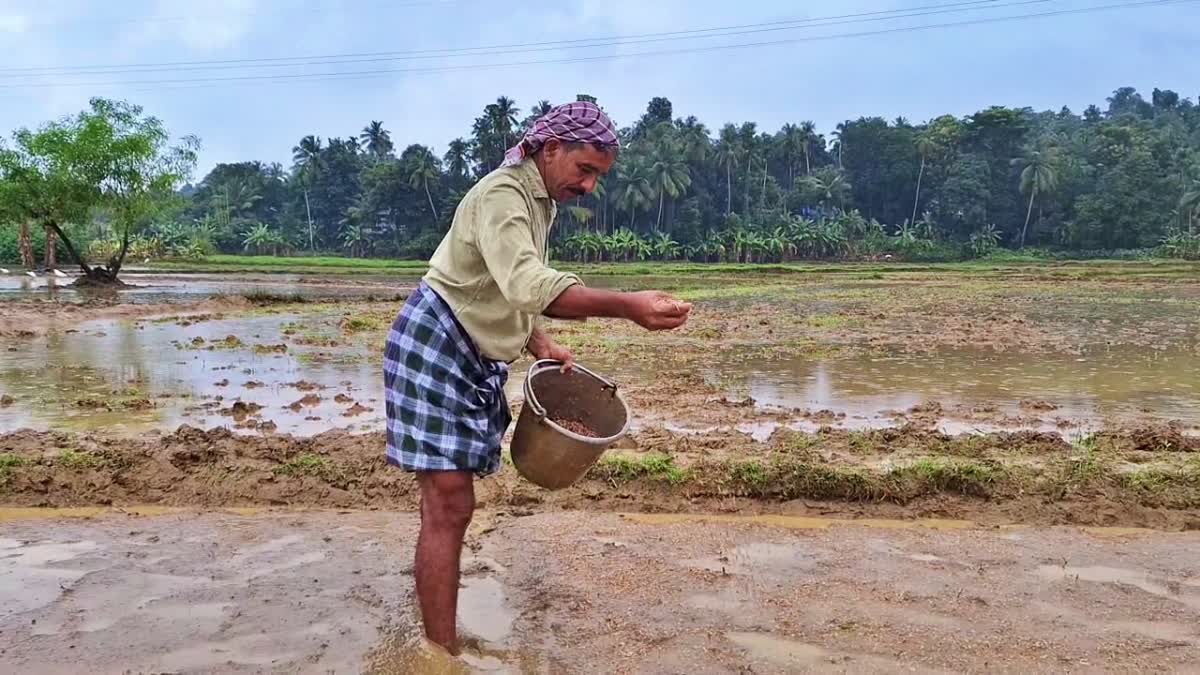 MAVOOR PADDY CULTIVATION  കർഷക ദിനം  മാവൂർ പാടം കൂട്ടായ്‌മ  Kozhikode News