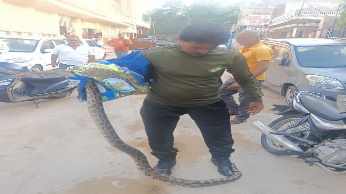 snakes appearing in kota