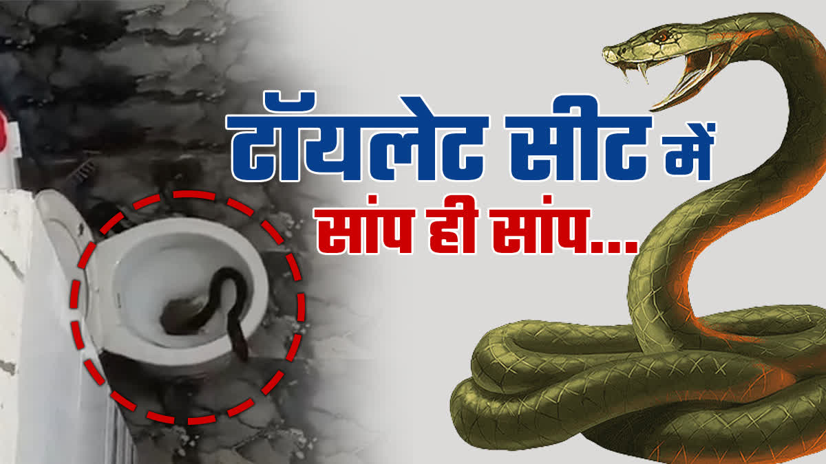 3 COBRA INSIDE TOILET SEAT INDORE GANDHI NAGAR