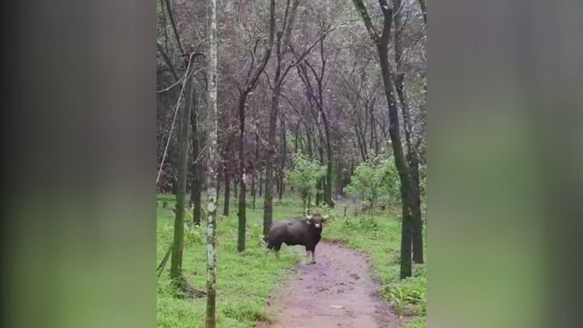 WILD ANIMAL ENCROACHMENT  അടിമാലിയിൽ വന്യമൃഗശല്യം  IDUKKI NEWS  വന്യമൃഗശല്യം