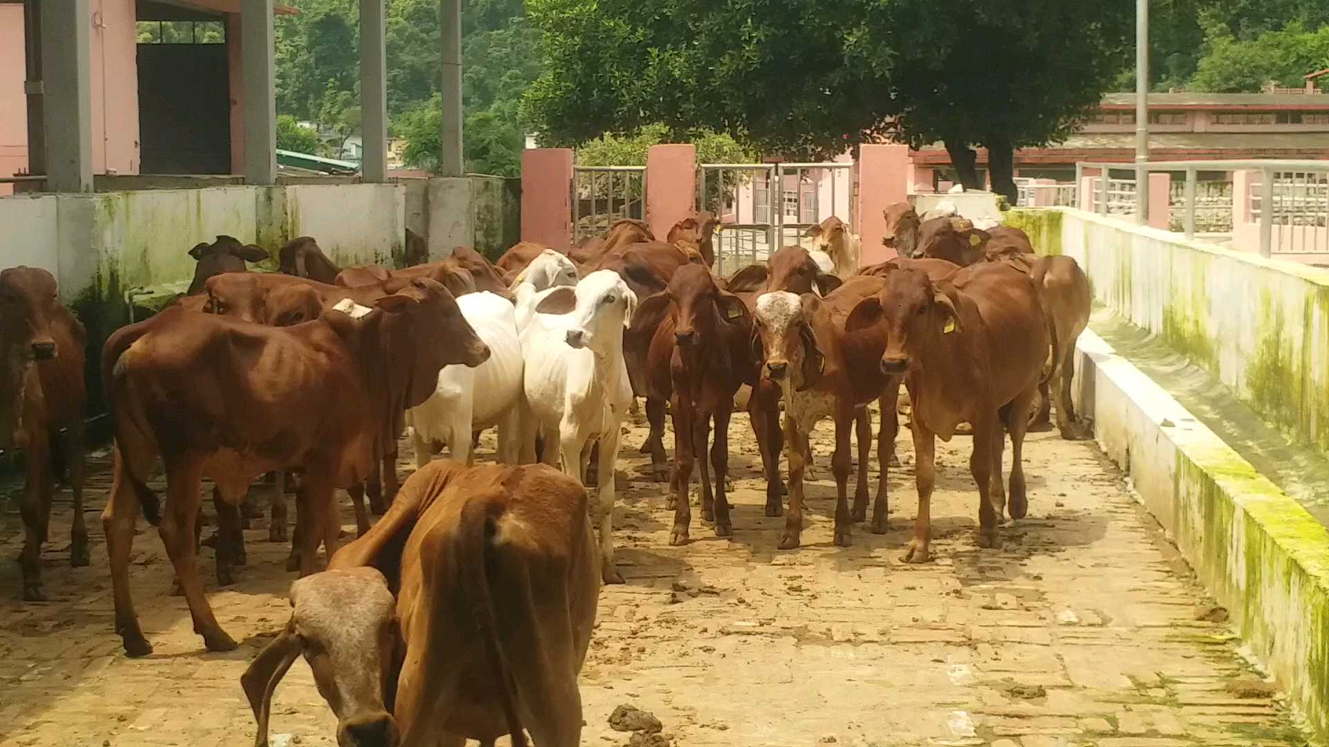 Government Animal Breeding Farm Kalsi