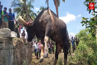 மீட்கப்பட்ட் காட்டெருமை