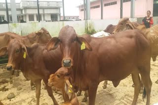 Government Animal Breeding Farm Kalsi