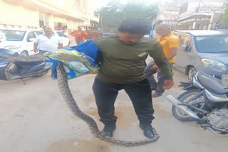 snakes appearing in kota