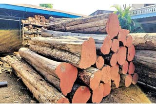 Availability of Teak Wood in Telangana is Decreasing