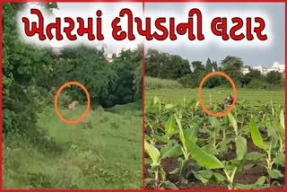 સુરતના ચોર્યાસી ગામે દીપડાના આંટાફેરા