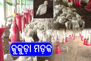 MASS POULTRY DEATHS IN DELANG