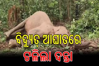 ELEPHANT DEATH IN RAIRAKHOL