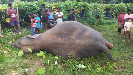 Death Of Elephant In Jharkhand