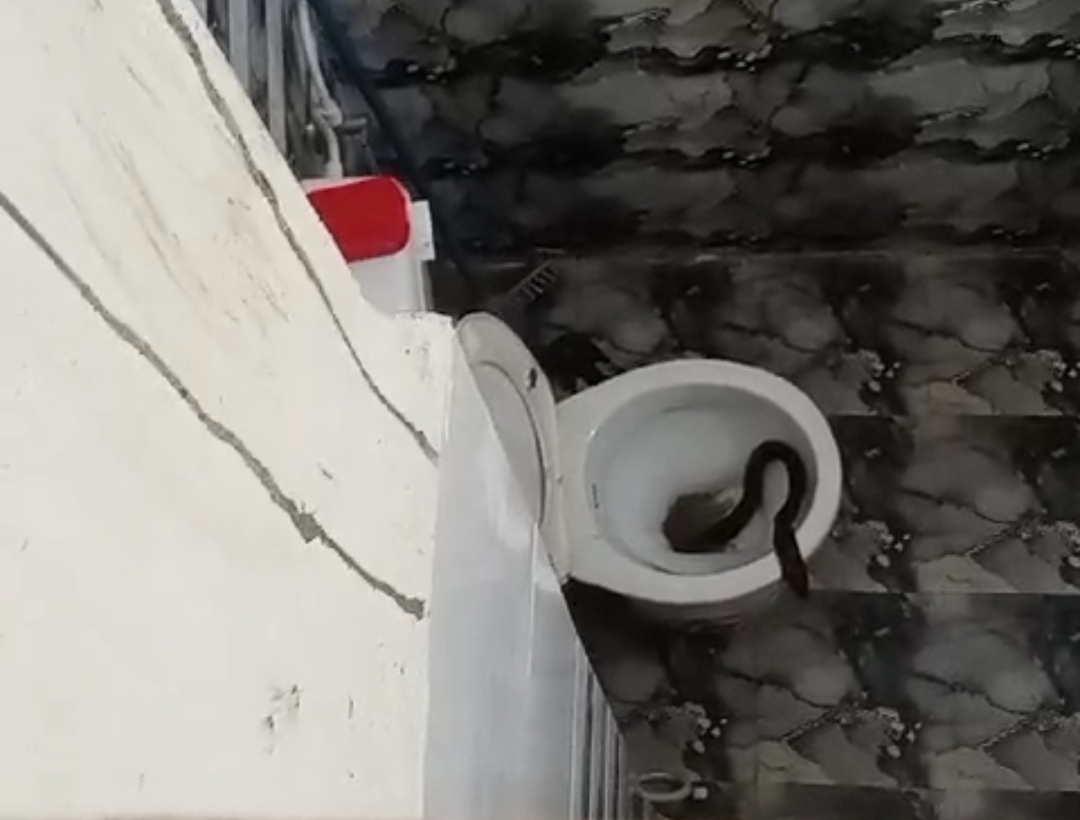 3 Cobra Inside Toilet Seat