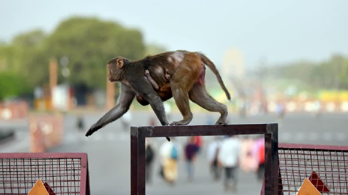 Monkeys Attack And Kill 67-Year-Old Man At Bihar Farm