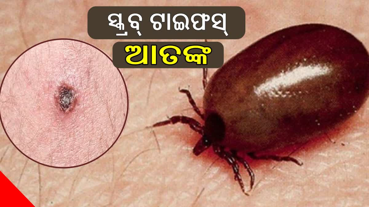 ସ୍କ୍ରବ୍‌ ଟାଇଫସ୍‌ ମୃତ୍ୟୁ