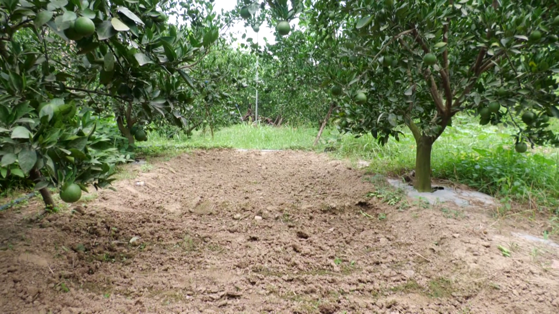 Hamirpur Farmer Prakash Chand