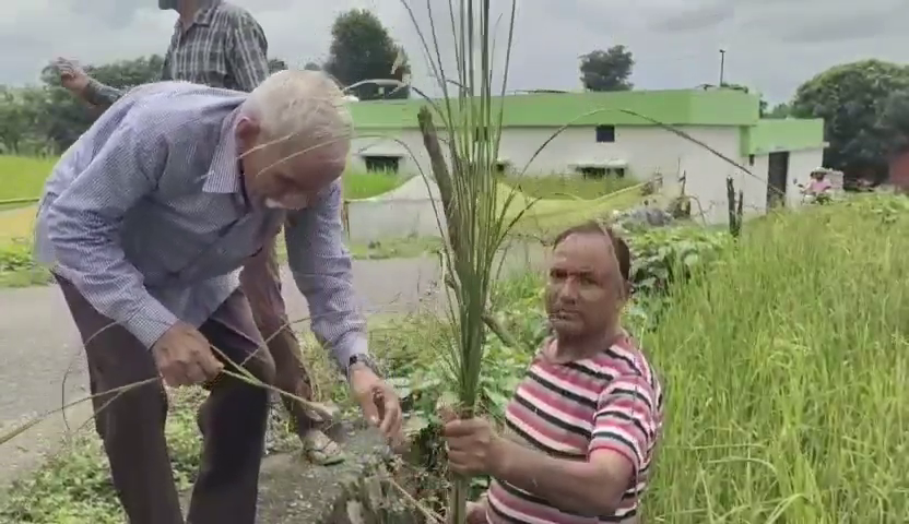 Paddy Crop in Doiwala