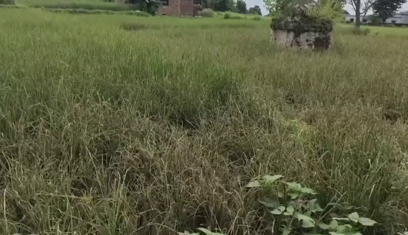 Paddy Crop in Doiwala