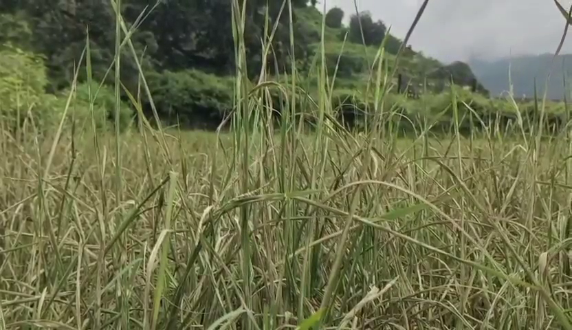 Paddy Crop in Doiwala