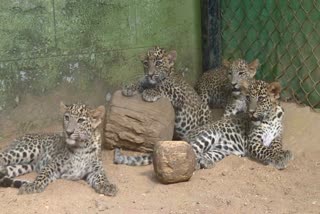 7-leopard-cubs-died-due-to-deadly-virus-in-bannerghatta-park