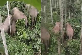 elephant-destroyed-crops-in-chikkamagalur