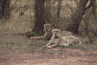 cheetahs released in big enclosure in Kuno
