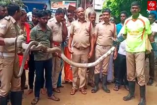 fire service department safely rescued the 12 foot long King cobra from Courtallam in Tenkasi district